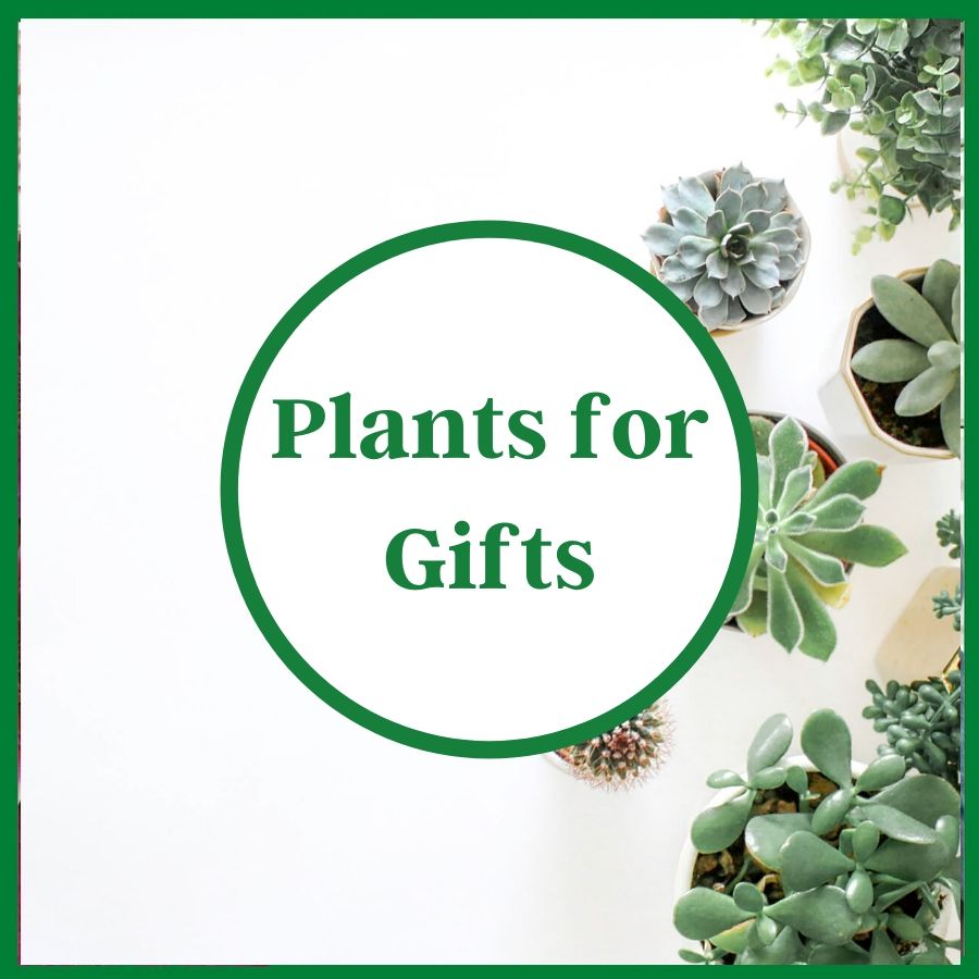 Plants for Gifts, Order Here